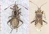 Stictopleurus punctatonervosus